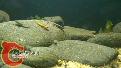 DSC_1017_编辑.jpg