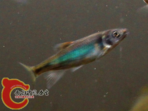 IMG_0926_副本_副本.jpg