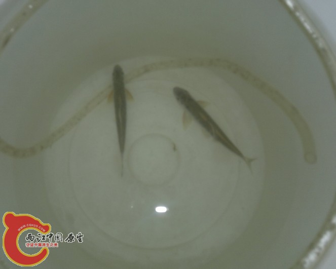 这两条嘴巴里有