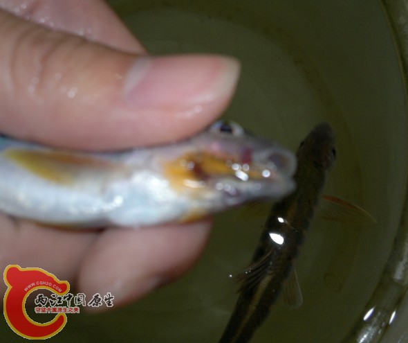 红色的地方就有一条寄生虫