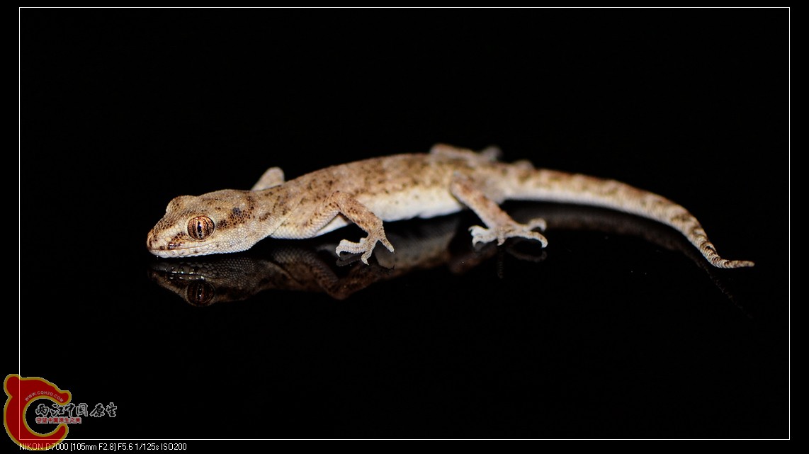 DSC_9839.jpg