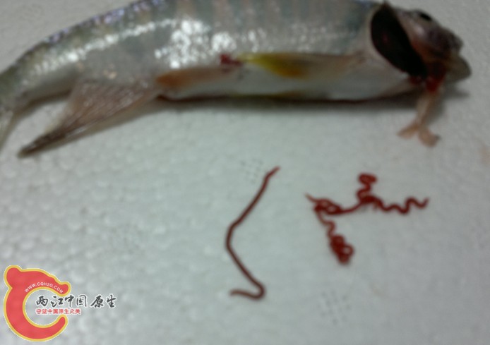 看这恶心，我真佩服我自己