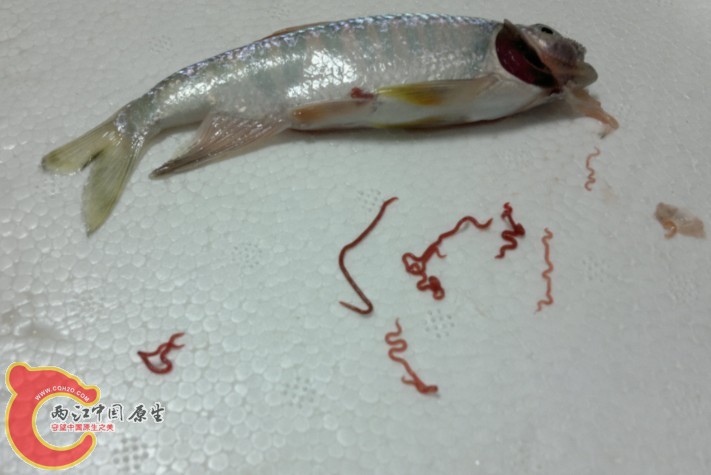 都在鱼头里，靠近鳃的部分