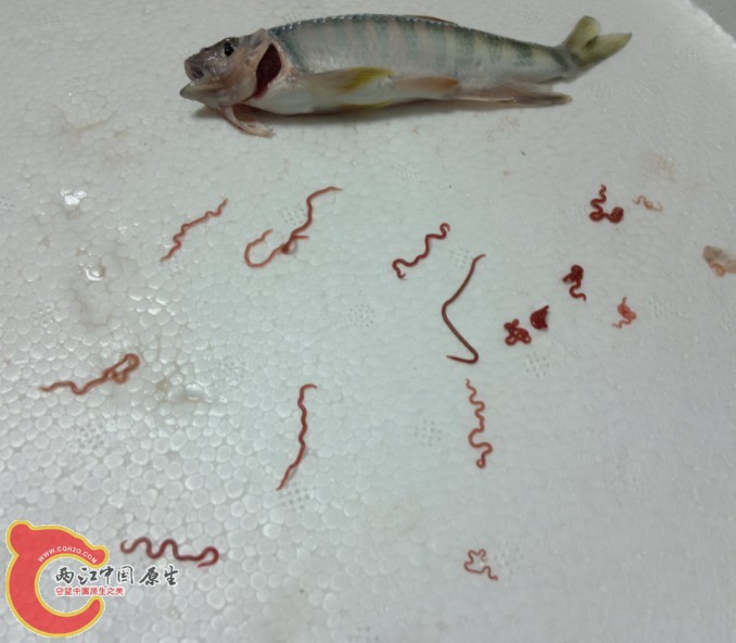 实在弄不下去了，快吐了