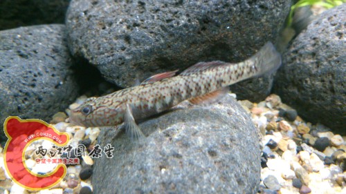 DSC_1045.jpg