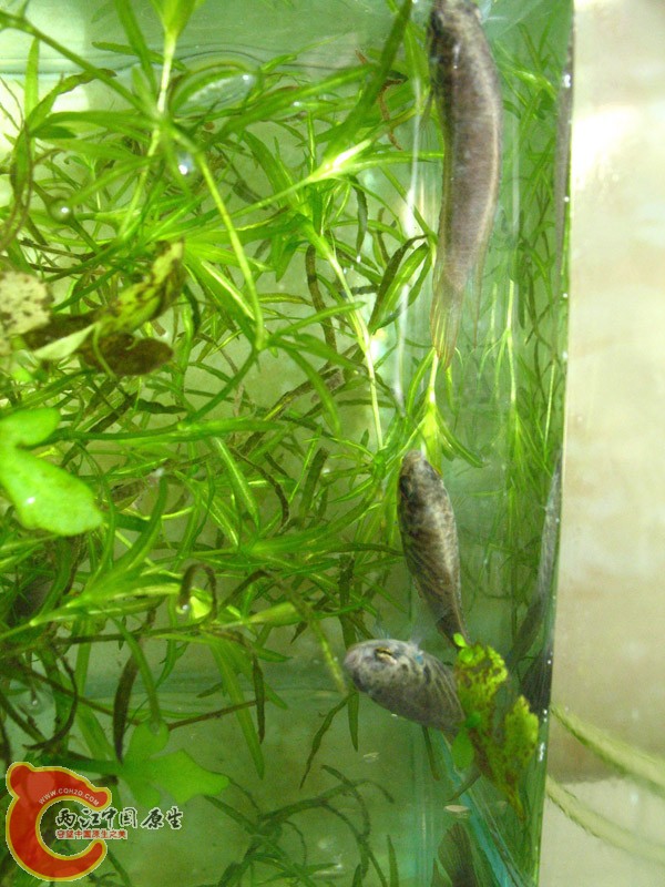 俯视