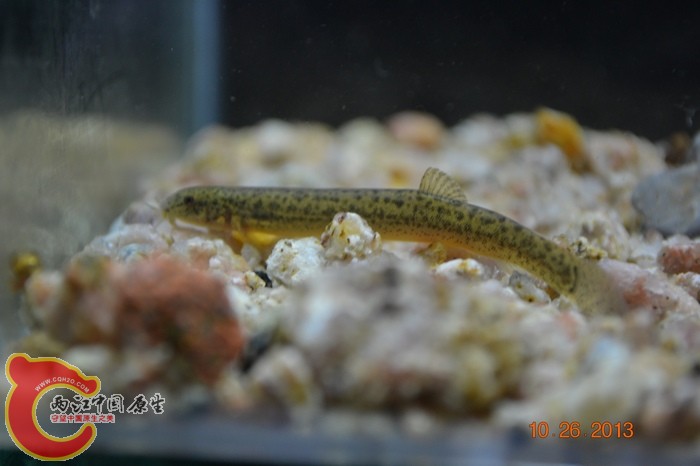 nEO_IMG_DSC_0715.jpg