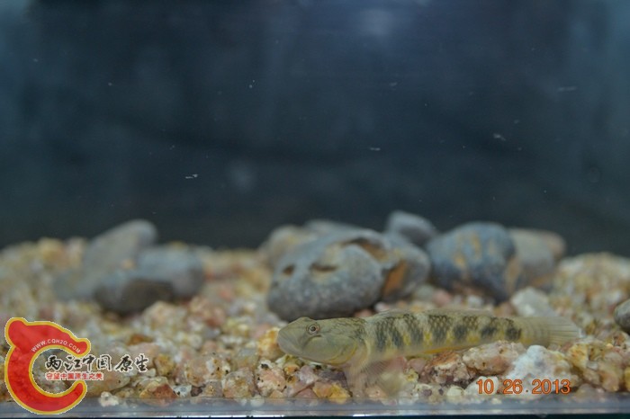 nEO_IMG_DSC_0703.jpg
