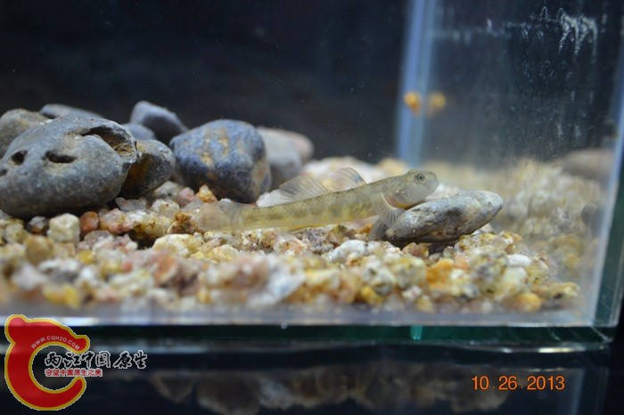 nEO_IMG_DSC_0707.jpg
