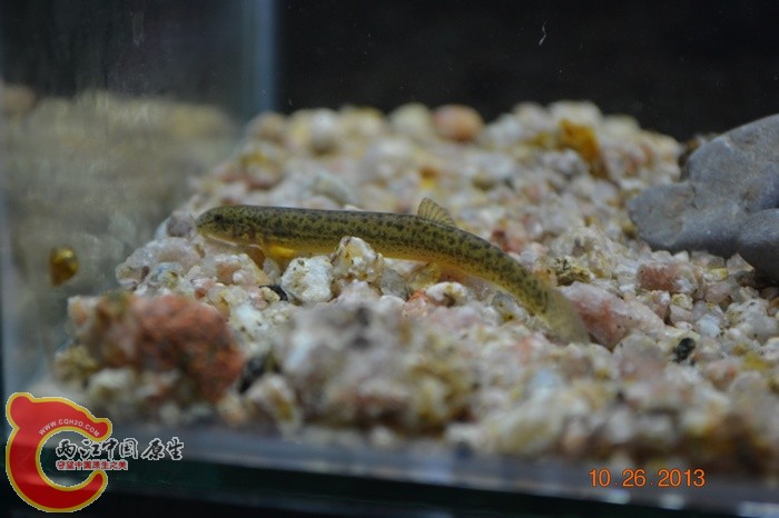 nEO_IMG_DSC_0713.jpg