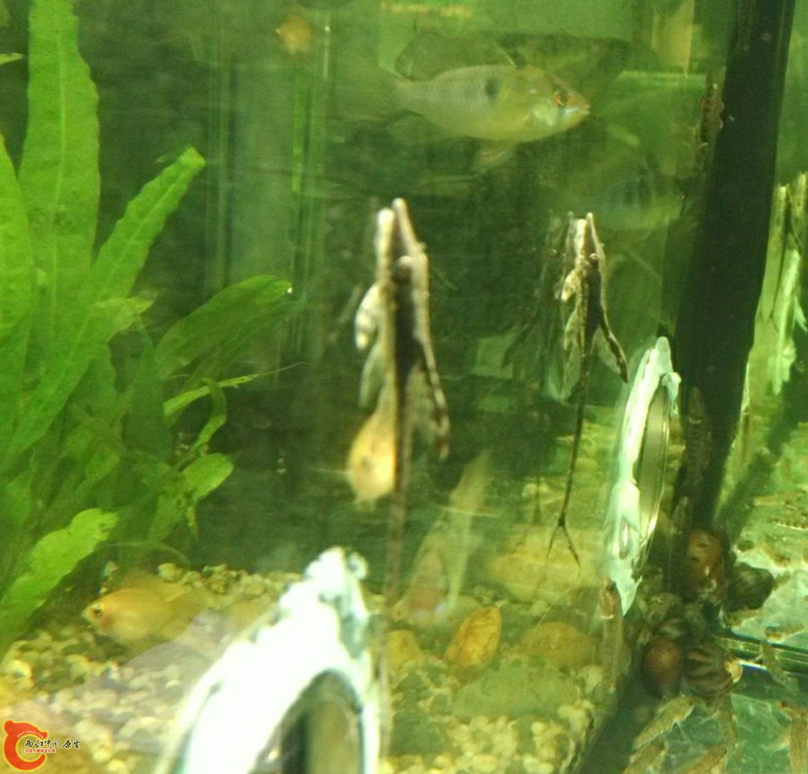 犁头鳅，110一对，听说难养，感觉这110很容易打水漂。