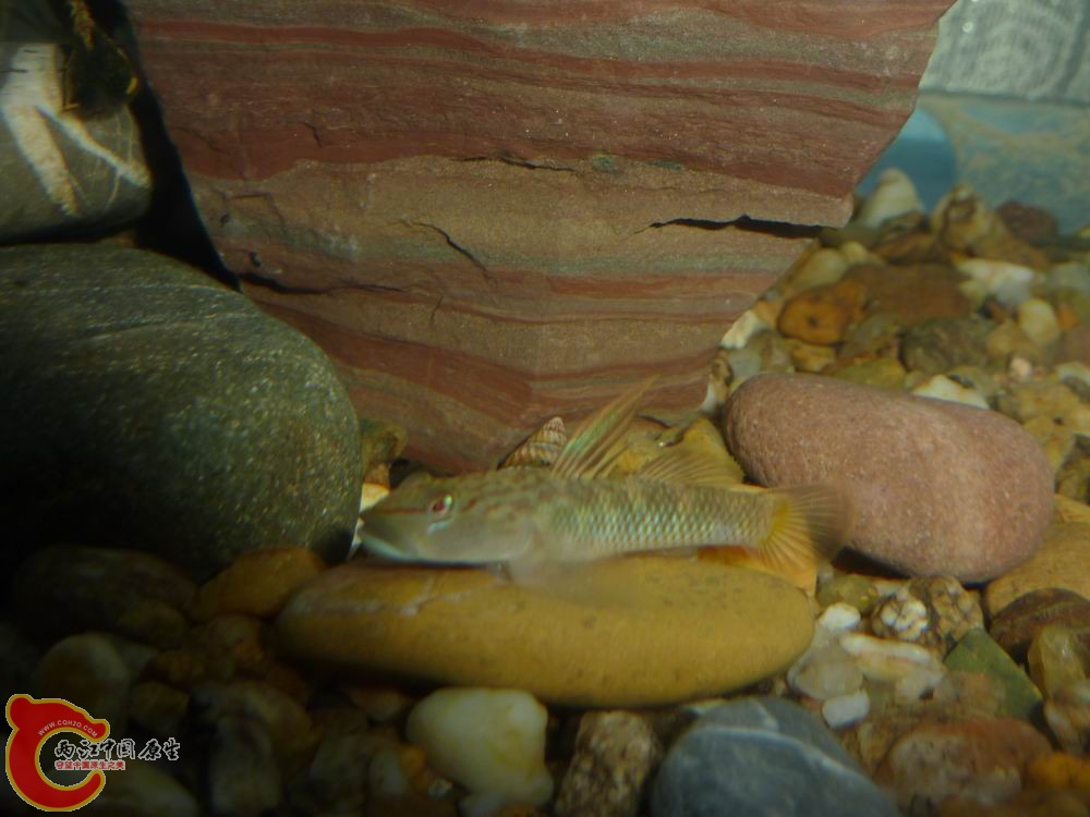 P1050054-.jpg