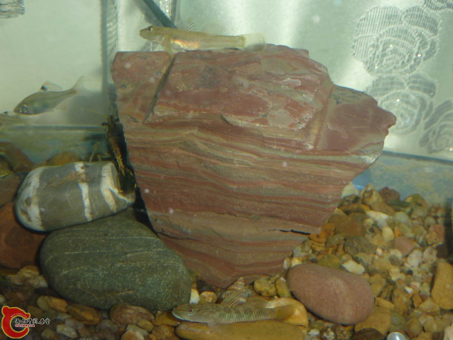 P1050059-.jpg
