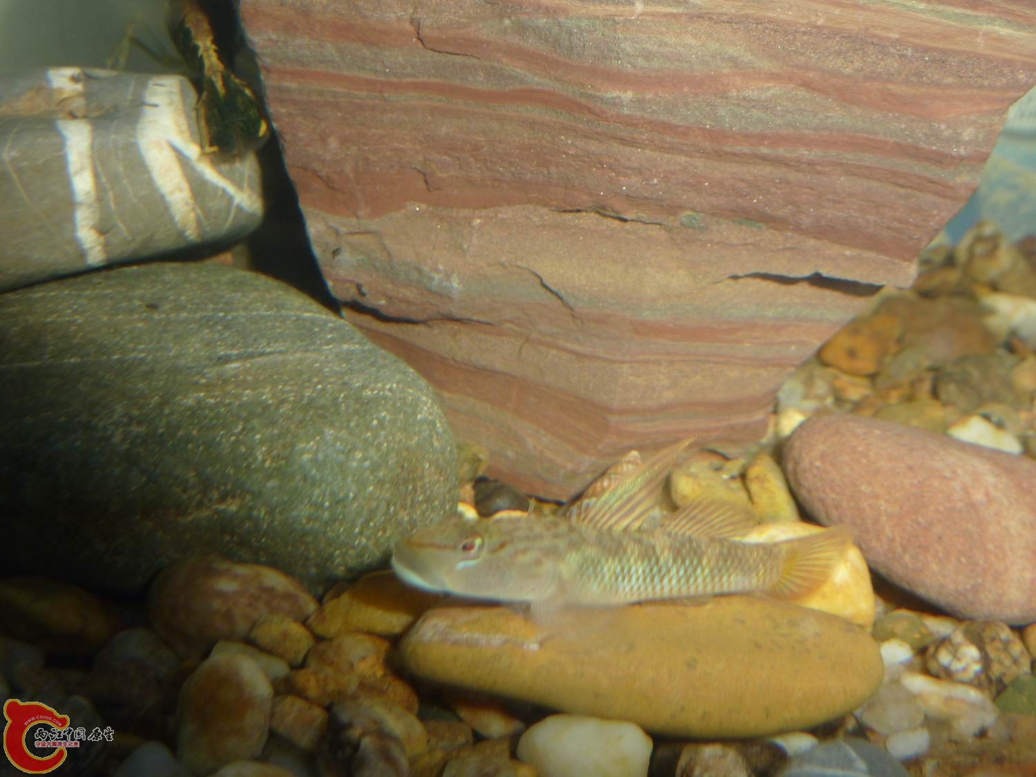 P1050060-.jpg