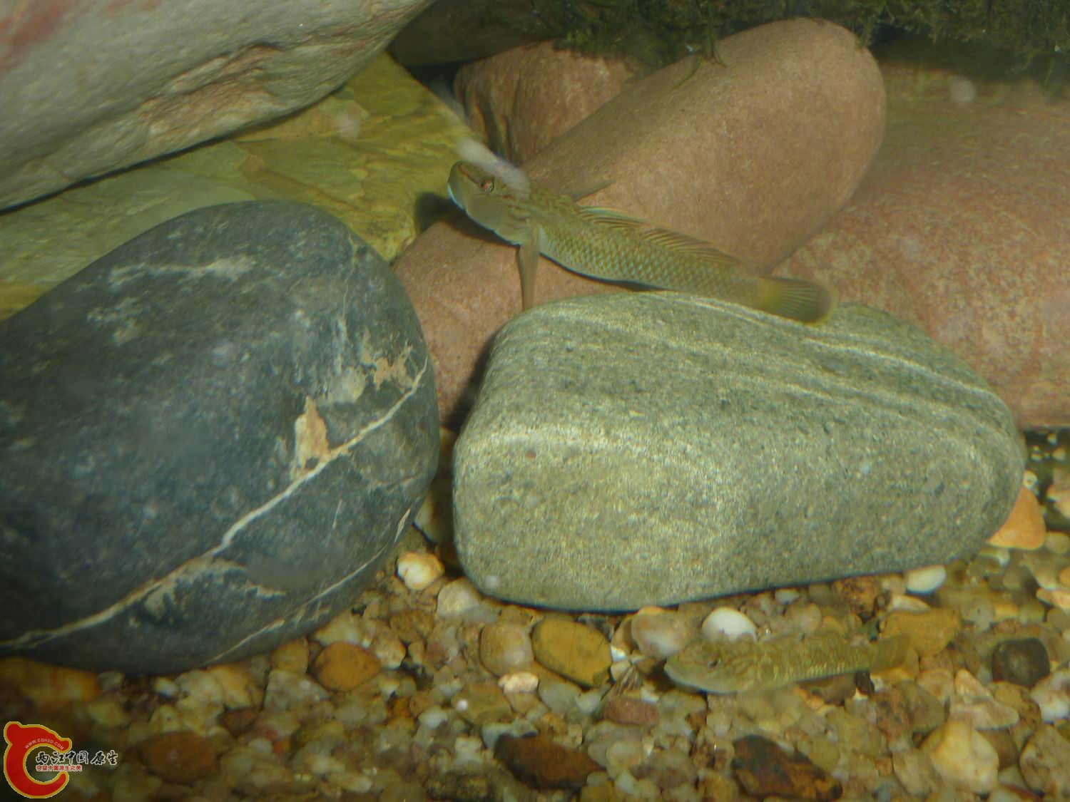 P1050065-.jpg