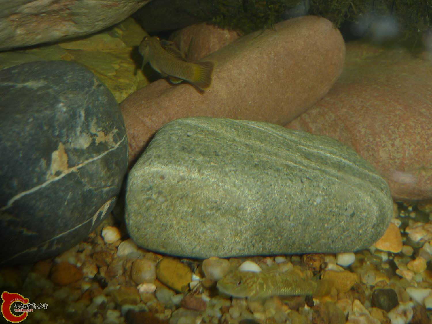 P1050066-.jpg
