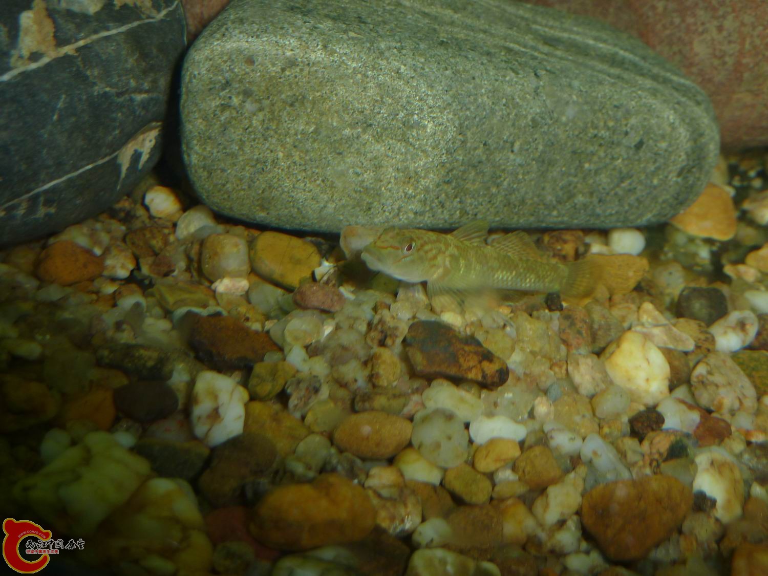 P1050067-.jpg