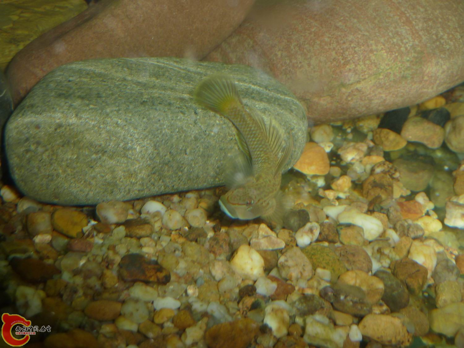 P1050068-.jpg