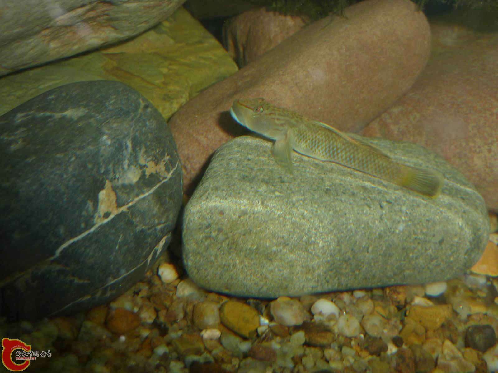 P1050069-.jpg