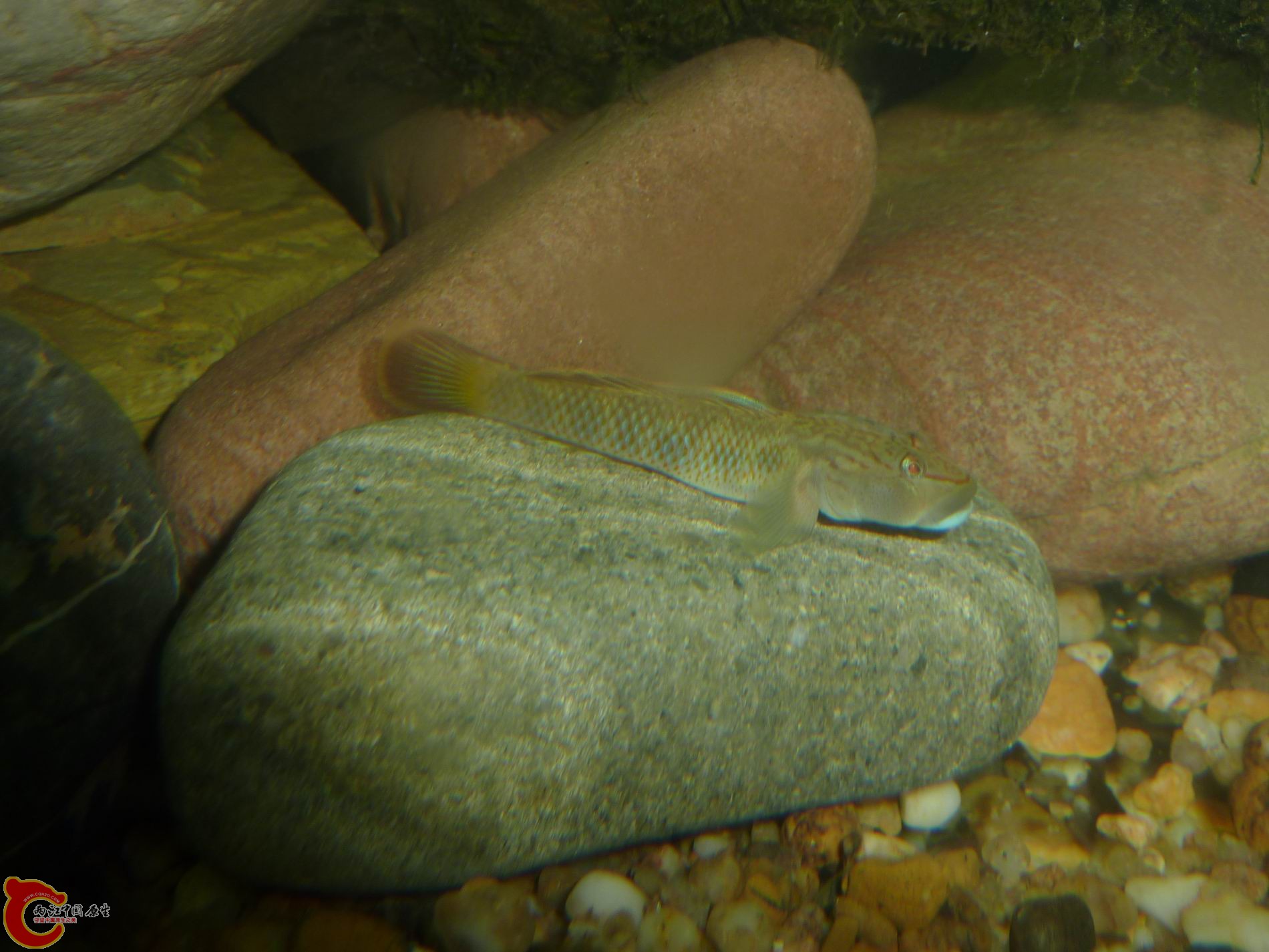P1050075-.jpg