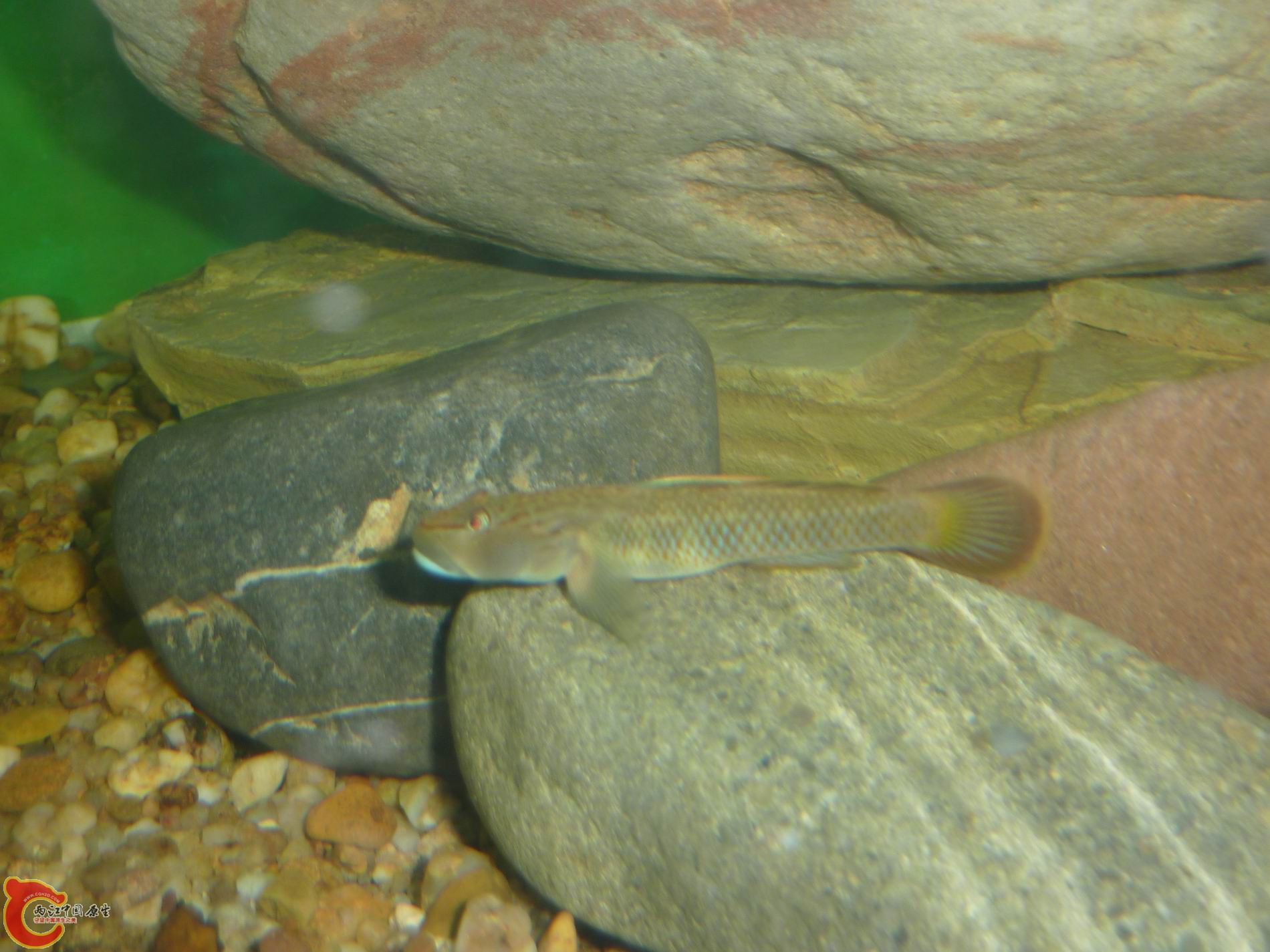 P1050103-.jpg