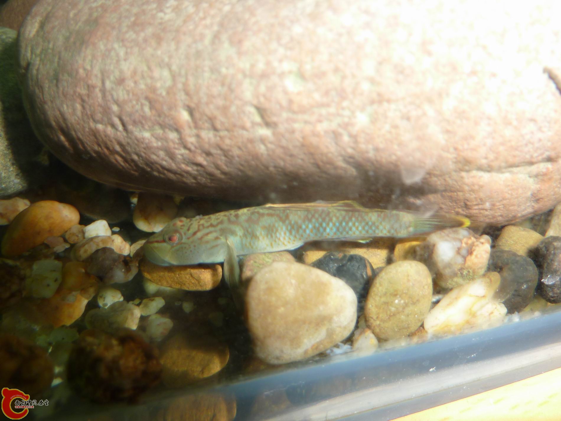 P1050104-.jpg