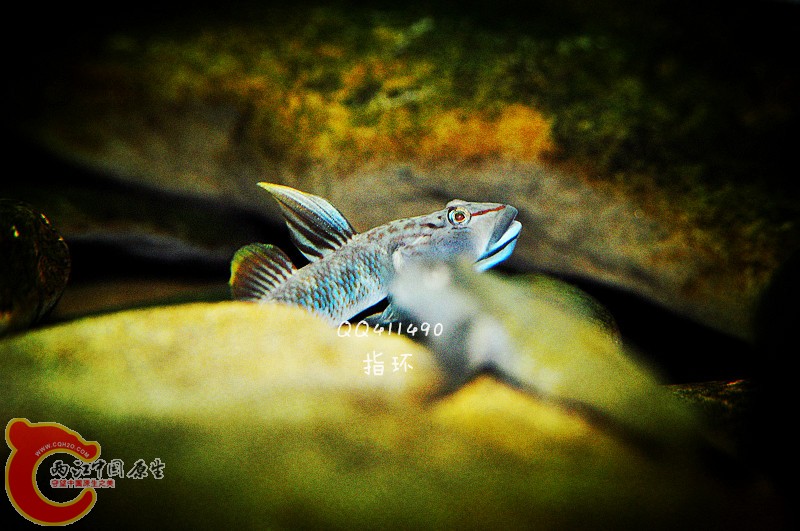 DSC_0043.jpg