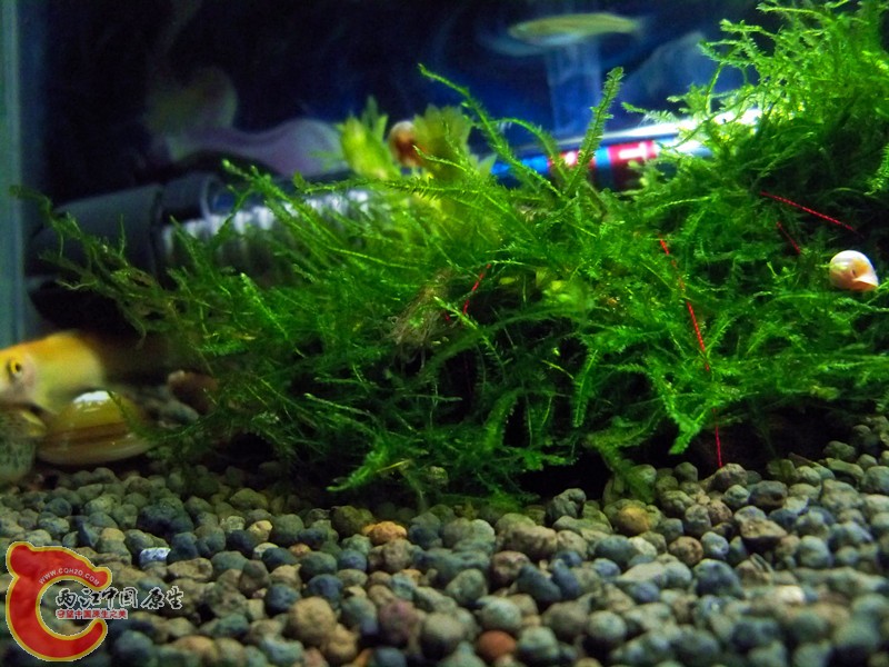 100_8773_副本.jpg