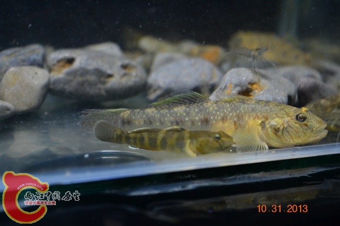 nEO_IMG_DSC_0729.jpg