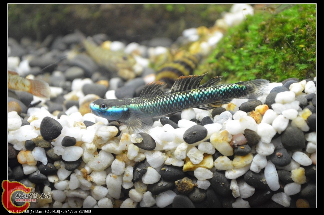 DSC_0049_nEO_IMG.jpg