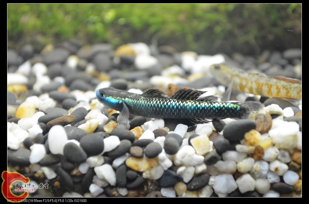 DSC_0050_nEO_IMG.jpg