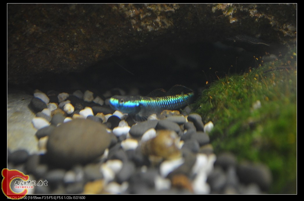 DSC_0070_nEO_IMG.jpg