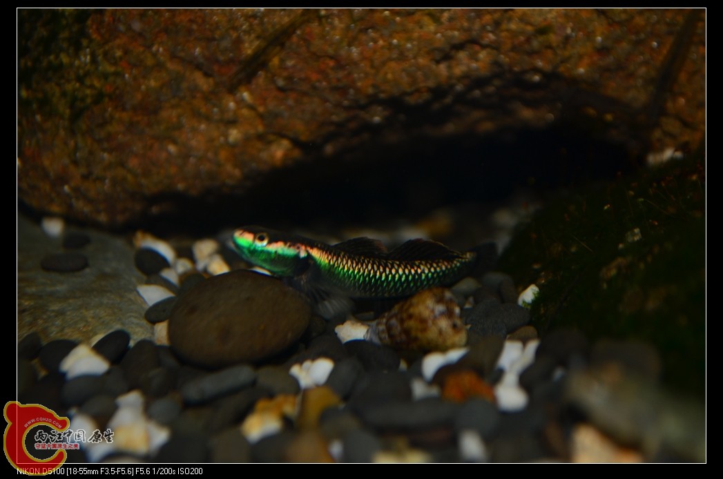 DSC_0075_nEO_IMG.jpg