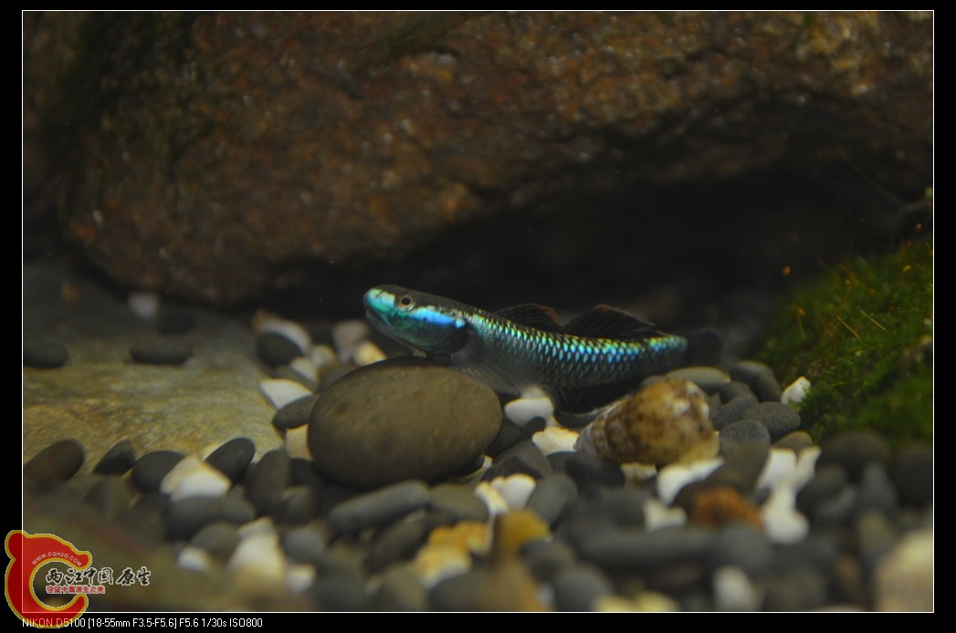 DSC_0081_nEO_IMG.jpg