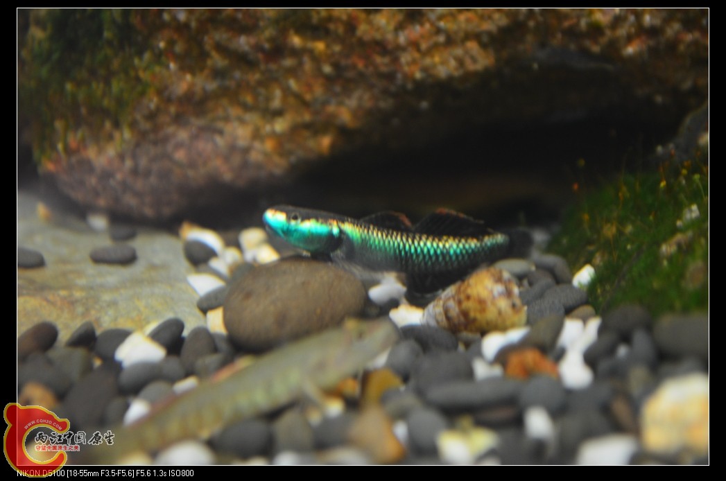 DSC_0085_nEO_IMG.jpg