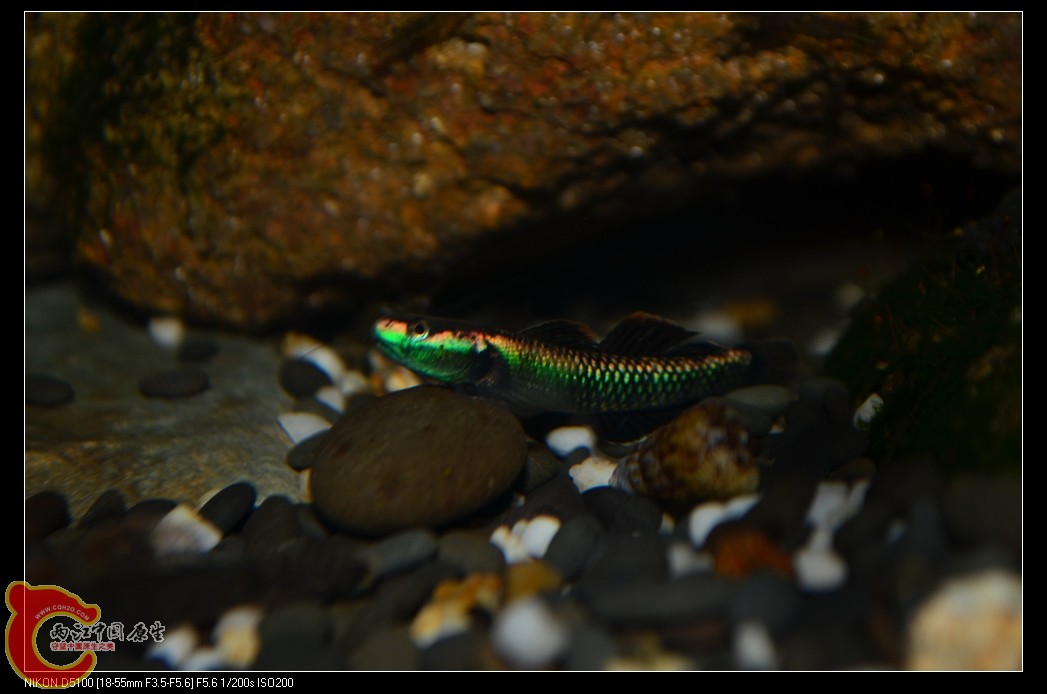 DSC_0090_nEO_IMG.jpg