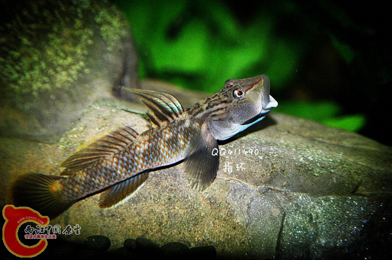 DSC_0007.jpg