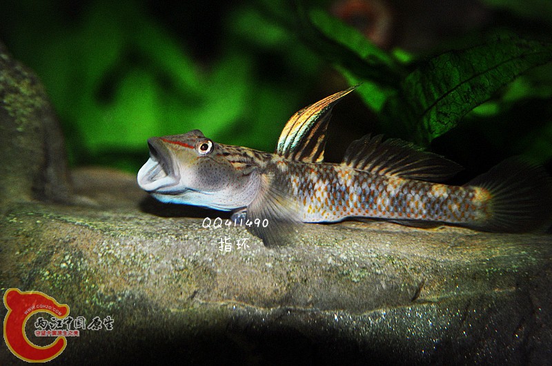 DSC_0010.jpg