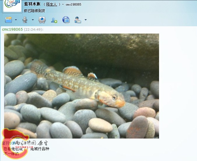 蓝羽3.jpg