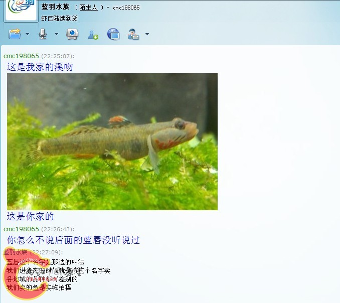 蓝羽4.jpg