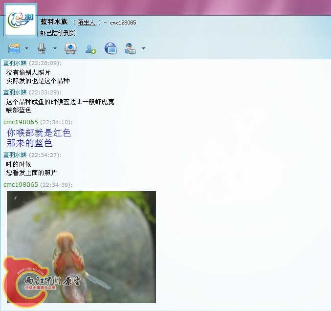 蓝羽5.jpg