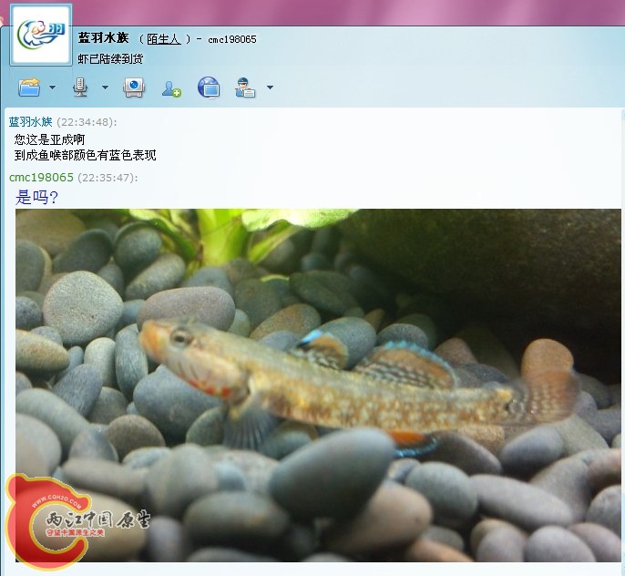 蓝羽6.jpg