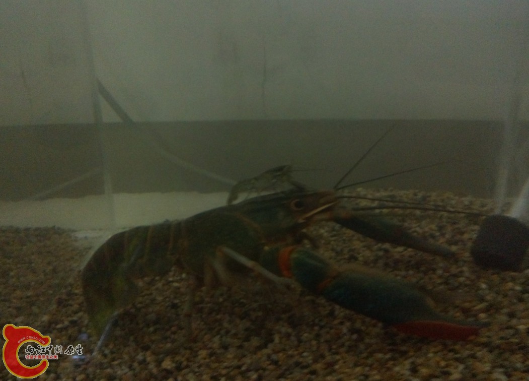 大鳌虾背小鳌虾