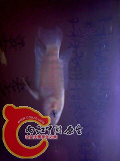 IMG0424A.jpg