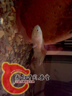 IMG0422A.jpg