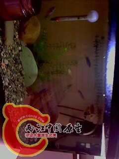 IMG0421A.jpg