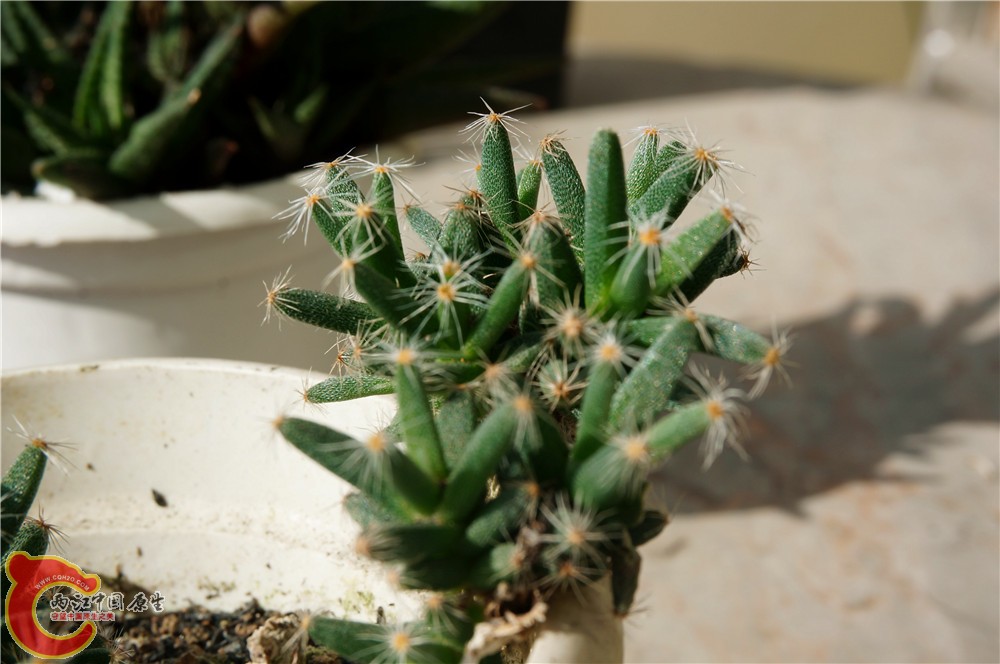 多肉 秋（二）01.jpg