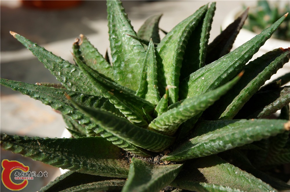 多肉 秋（二）02.jpg