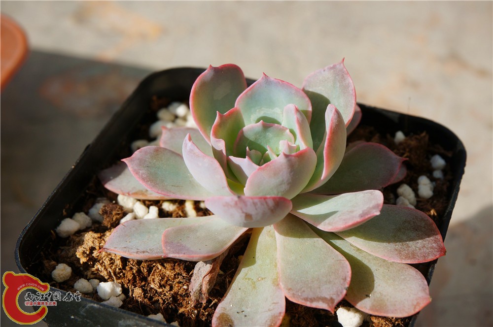 多肉 秋（二）03.jpg