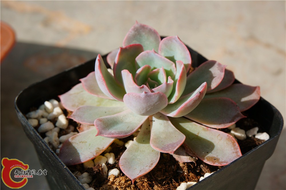 多肉 秋（二）04.jpg